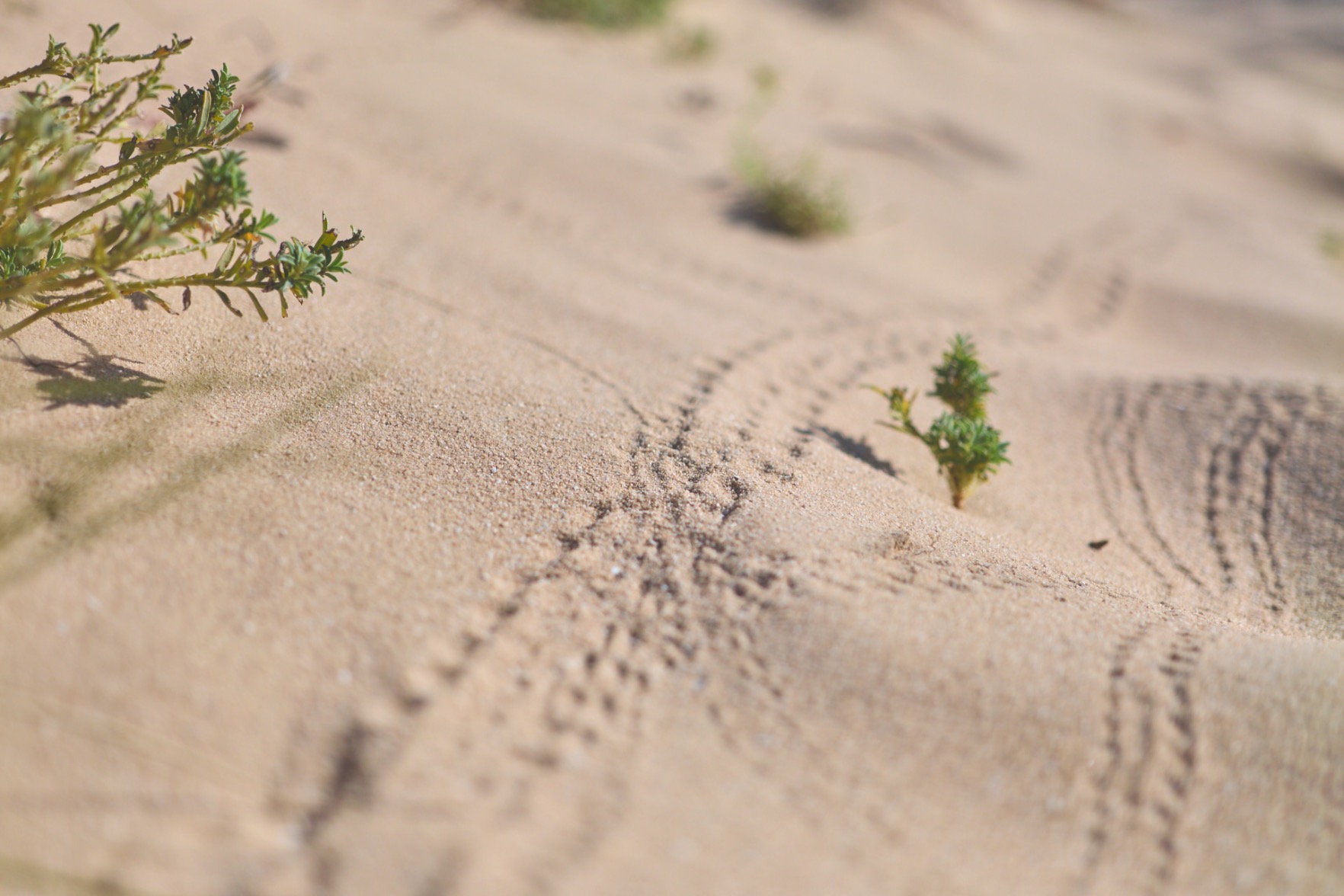 On the slope of a sand dune, little sets of tracks wind their way in lots of directions.