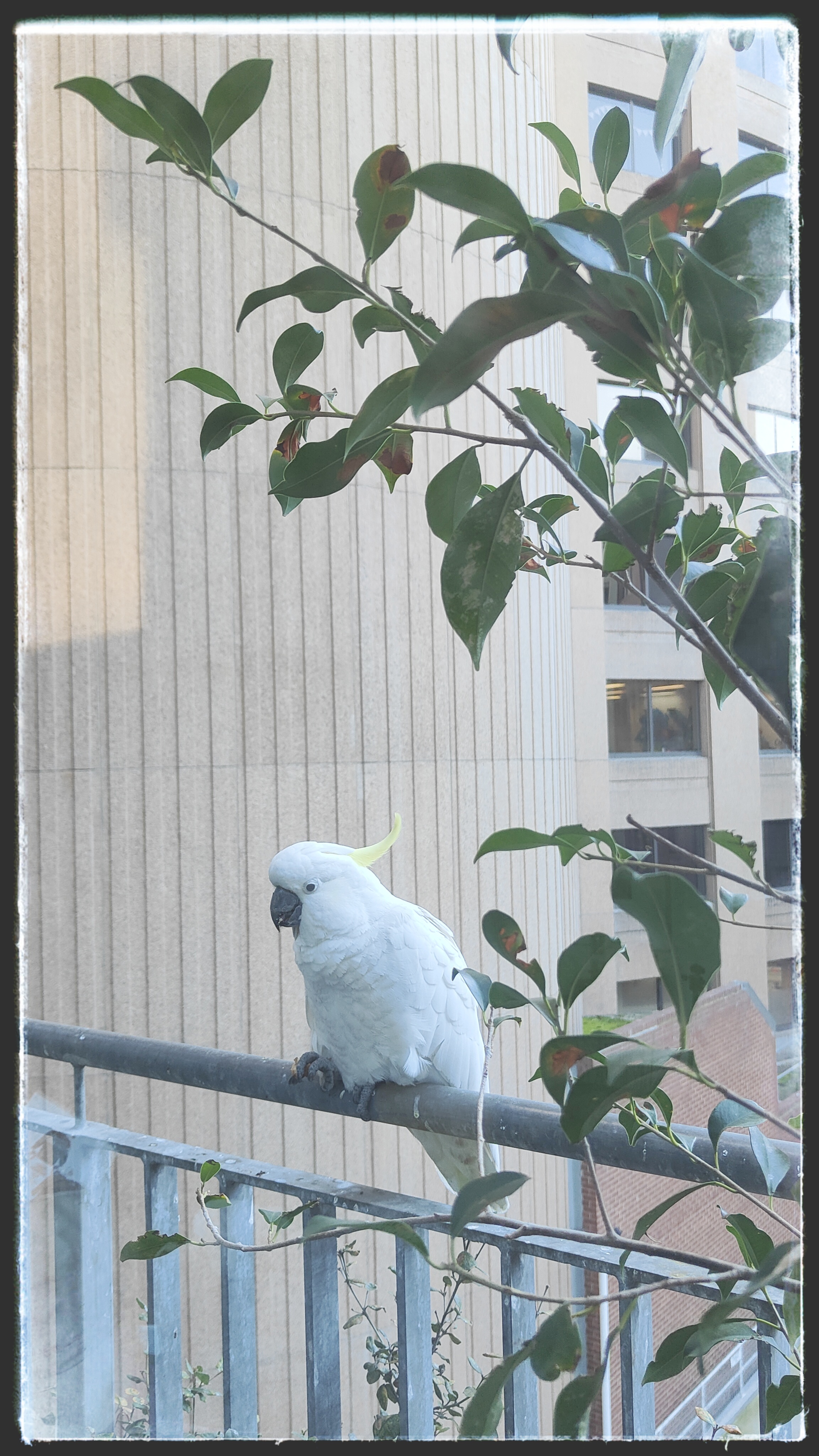 Sulphur crested cockatoo eating a snack on our balcony