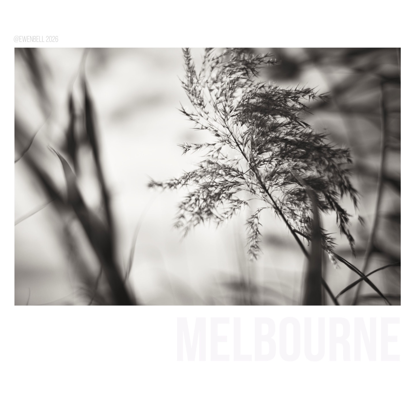 Reeds by the yarra