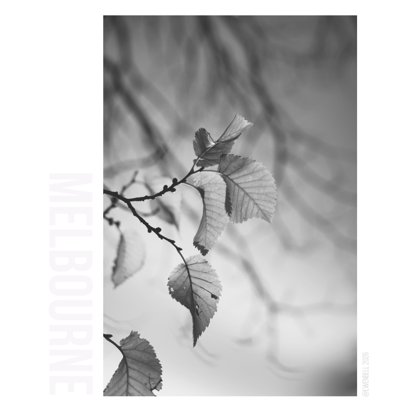 Last leaves on the oak tress